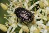 Oxythyrea funesta